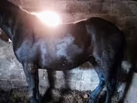 马匹（批次，未指定性别）, Horse breed — 照片 1