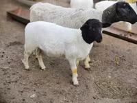 मेढ़ा, Dorper sheep — फ़ोटो 3