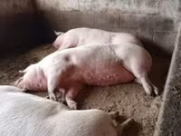 Säue, Schweine — Foto 3