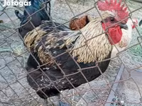 Ayam Cemani — foto 3