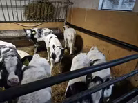 牛只（批次，未指定性别）, Russian Black pied cattle — 照片 1