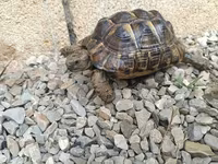 UMUMI QIYMETDIR!!! Araliq deniz Tisbagalari 🇦🇿 Azərbaycan dili: 🐢 4 — foto 2