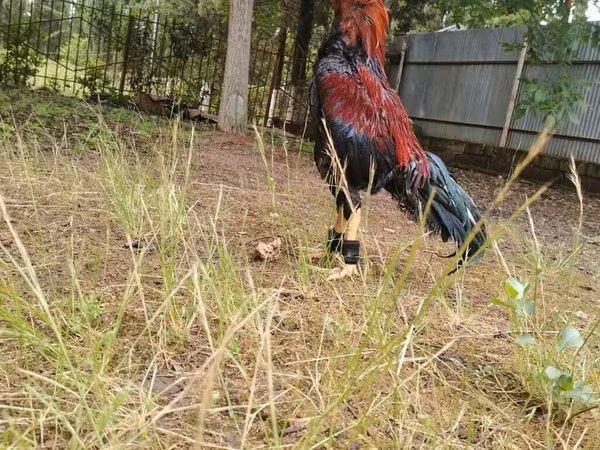 Chickens