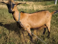 Kozel, Nubian Goat — foto 1