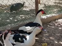 Sağsağan — foto 3