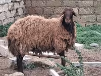 Sheep, Sheep — photo 3