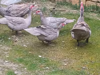 لافندر — الصورة 1
