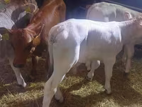 सांड, Simmental cattle — फ़ोटो 3
