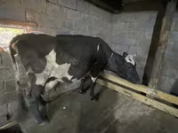 Vaca, Raça Holstein — foto 4