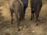 घोड़ा, Black Sea breed — फ़ोटो 7