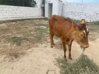 Cow, Cattle — photo 2