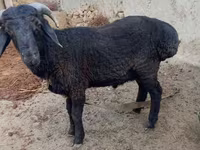 公羊, Sheep — 照片 2