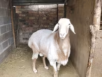 Baran, Arashan sheep — zdjęcie 4