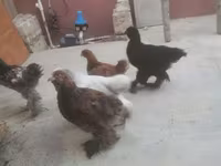 Chickens — foto 3