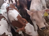 Rinder (Partie, Geschlecht nicht angegeben), Simmental cattle — Foto 3