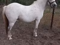 Кобила, Falabella — фото 1