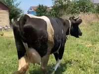 Cow, Russian Black pied cattle — photo 8