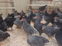 Australorp — photo 3