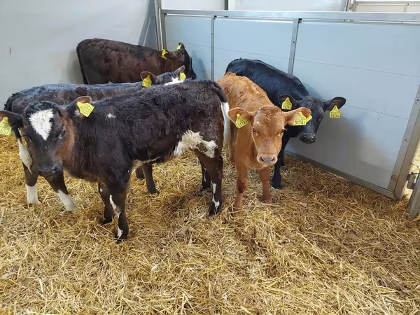 母牛, Simmental cattle