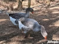 Geese — foto 1