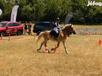 Aygʻir, Haflinger — 1-rasm