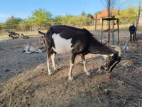Ziege, Toggenburg goat — Foto 7