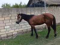 घोड़ा, Azerbaijan horse — फ़ोटो 4