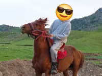 Koń, Anglo-Arabian — zdjęcie 5
