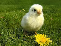 Chickens — foto 6