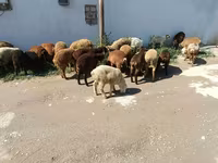 भेड़ें (लॉट, लिंग निर्दिष्ट नहीं), भेड़ — फ़ोटो 6