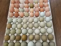 Chickens — 4-rasm
