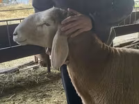Qoç, Hissar sheep — foto 4