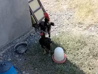 Chickens — photo 4