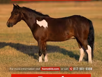 At, Pinto horses — foto 1