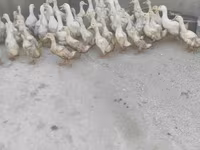 Ducks — photo 1