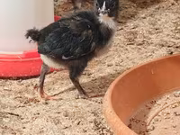 Australian Pit Game fowl — Foto 4