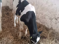 Cow, Russian Black pied cattle — photo 5
