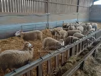 Oveja, Rouge de l’Ouest sheep — foto 2