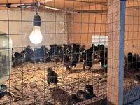 Australian Pit Game fowl — Foto 4