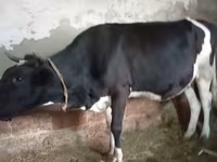 بقرة, Russian Black pied cattle — الصورة 7
