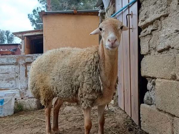 Oveja, Ovejas