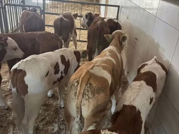 ثور, Simmental cattle