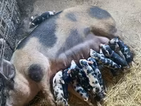 Säue, Schweine — Foto 2