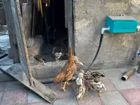 Chickens — photo 3