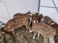 सांड, Simmental cattle — फ़ोटो 2
