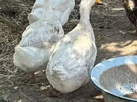 Ducks — foto 2