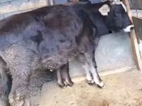 Vaca, Raça Alatau — foto 2