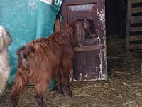 Billy Goat, Goats — photo 2
