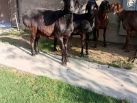 Baran, Arashan sheep — zdjęcie 4