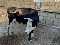 İnək, Qırmızı-ləkəli cins — foto 4